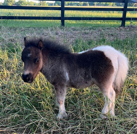 mini srallion|Miniature Horses for Sale .